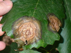 Cristulariella