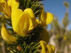 Aspalathus sceptrum-aureum