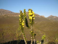 Aspalathus sceptrum-aureum
