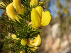 Aspalathus sceptrum-aureum