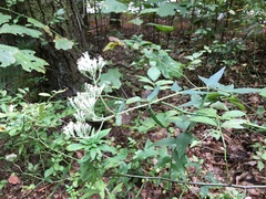 Eupatorium album
