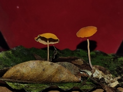 Marasmius cladophyllus