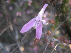 Disa bifida