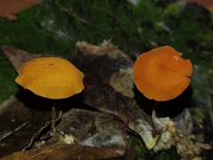 Marasmius cladophyllus