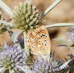 Polyommatus coridon