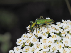 Chrysanthia viridissima