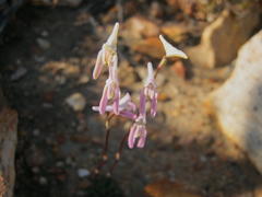 Disa bifida