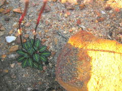 Disa bifida