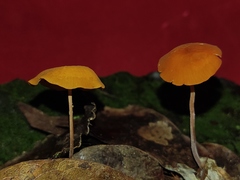 Marasmius cladophyllus