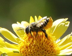 Megachile parallela
