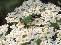 Chrysanthia viridissima