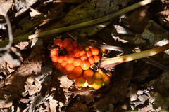 Arisaema amurense