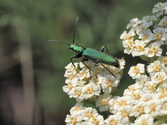 Chrysanthia viridissima