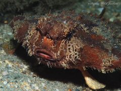 Ogcocephalus cubifrons