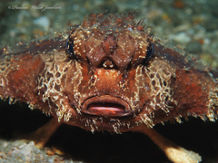 Ogcocephalus cubifrons