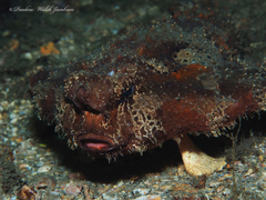 Ogcocephalus cubifrons