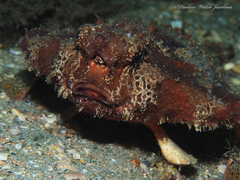 Ogcocephalus cubifrons