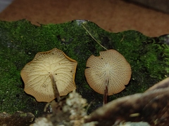 Marasmius cladophyllus