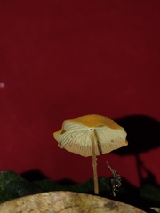 Marasmius cladophyllus