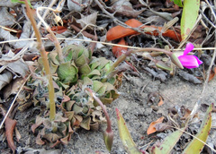 Anacampseros rufescens