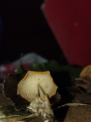 Marasmius cladophyllus