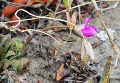 Anacampseros rufescens