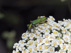 Chrysanthia viridissima