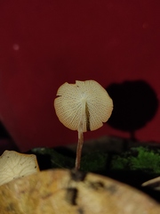 Marasmius cladophyllus