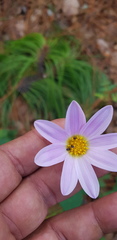 Dahlia australis