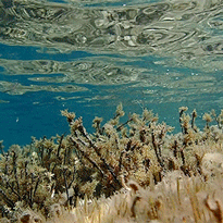 Ericaria crinita