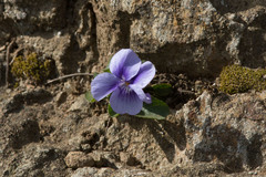 Viola adunca adunca