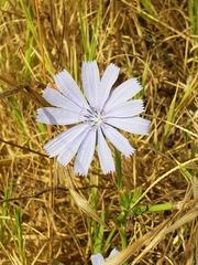 Cichorium intybus