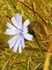 Cichorium intybus