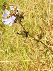 Cichorium intybus