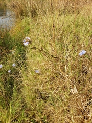 Cichorium intybus