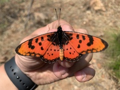 Acraea barberi