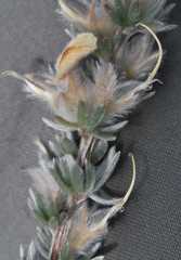 Aspalathus caledonensis