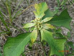Euphorbia heterophylla