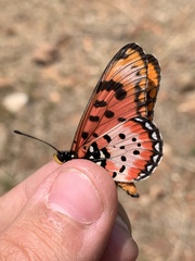 Acraea barberi