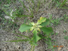 Euphorbia heterophylla