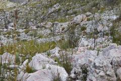 Aspalathus caledonensis