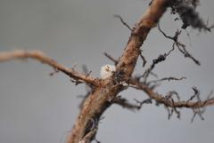 Aspalathus caledonensis