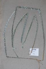 Aspalathus caledonensis