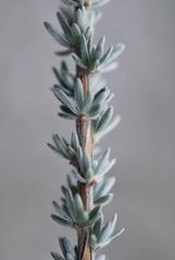 Aspalathus caledonensis