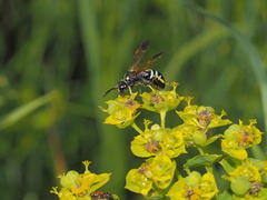 Tenthredo bifasciata violacea