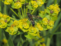 Tenthredo bifasciata violacea