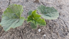Cucumis melo agrestis