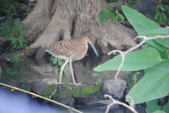 Tigrisoma mexicanum
