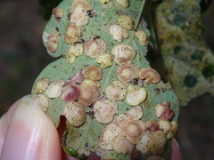 Neuroterus quercusbaccarum