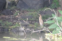 Tigrisoma mexicanum